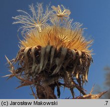 Carlina vulgaris (dziewięćsił pospolity)