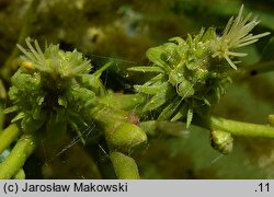 Castanea sativa (kasztan jadalny)