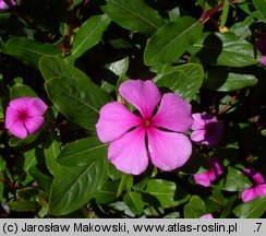 Catharanthus roseus (barwinek różowy)