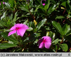 Catharanthus roseus (barwinek różowy)