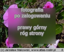 Catharanthus roseus (barwinek różowy)