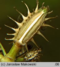 Caucalis platycarpos (włóczydło polne)