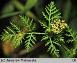 Caucalis platycarpos (włóczydło polne)