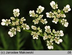 Caucalis platycarpos (włóczydło polne)