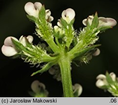 Caucalis platycarpos (włóczydło polne)