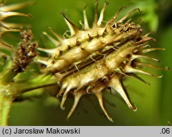 Caucalis platycarpos (włóczydło polne)