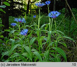 Centaurea montana (chaber górski)