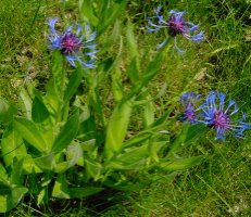 Centaurea triumfettii