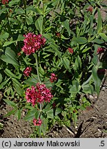 Centranthus ruber (ostrogowiec czerwony)