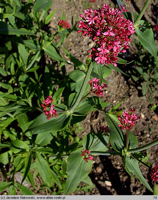 Centranthus ruber (ostrogowiec czerwony)