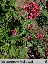 Centranthus ruber (ostrogowiec czerwony)