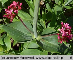 Centranthus ruber (ostrogowiec czerwony)