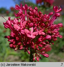 Centranthus ruber (ostrogowiec czerwony)