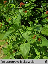 Centranthus ruber (ostrogowiec czerwony)