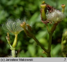 Centranthus ruber (ostrogowiec czerwony)