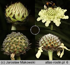 Cephalaria gigantea (głowaczek olbrzymi)