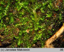 Cephalozia bicuspidata (głowiak dwukończysty)