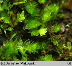 Cephalozia bicuspidata (głowiak dwukończysty)