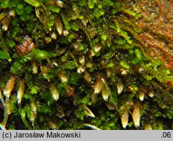 Cephalozia bicuspidata (głowiak dwukończysty)