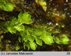 Cephalozia bicuspidata (głowiak dwukończysty)