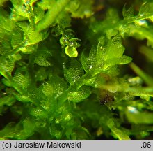 Cephalozia bicuspidata (głowiak dwukończysty)