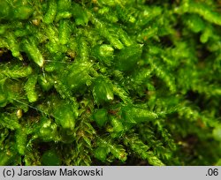 Cephalozia bicuspidata (głowiak dwukończysty)