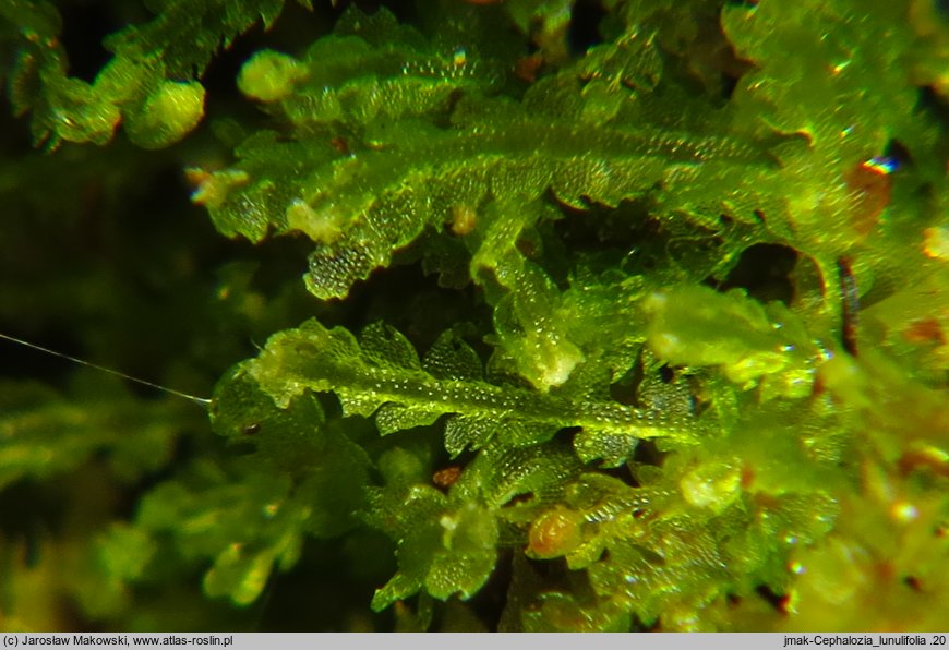 Cephalozia lunulifolia (głowiak półksiężycowaty)