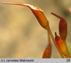 Ceratodon purpureus (zęboróg czerwonawy)