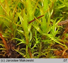 Ceratodon purpureus (zęboróg czerwonawy)