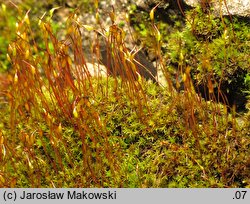 Ceratodon purpureus (zęboróg czerwonawy)