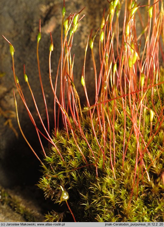 Ceratodon purpureus (zęboróg czerwonawy)