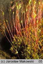 Ceratodon purpureus (zęboróg czerwonawy)