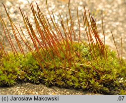 Ceratodon purpureus (zęboróg czerwonawy)