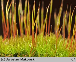 Ceratodon purpureus (zęboróg czerwonawy)