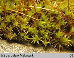 Ceratodon purpureus (zęboróg czerwonawy)