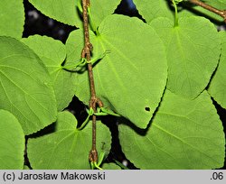 Cercidiphyllum japonicum (grujecznik dalekowschodni)