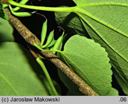 Cercidiphyllum japonicum (grujecznik dalekowschodni)