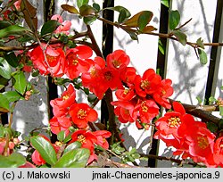 Chaenomeles japonica