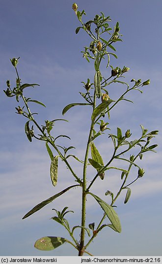 Chaenorhinum minus