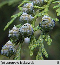 Chamaecyparis lawsoniana (cyprysik Lawsona)