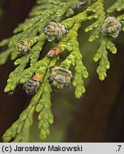 Chamaecyparis lawsoniana (cyprysik Lawsona)