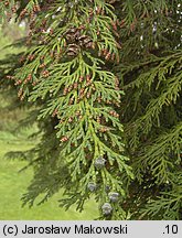 Chamaecyparis lawsoniana (cyprysik Lawsona)