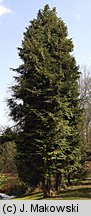 Chamaecyparis lawsoniana (cyprysik Lawsona)