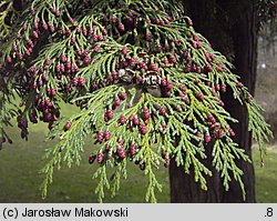 Chamaecyparis lawsoniana (cyprysik Lawsona)