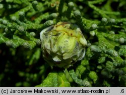 Chamaecyparis lawsoniana (cyprysik Lawsona)