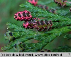 Chamaecyparis lawsoniana (cyprysik Lawsona)