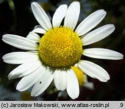 Anthemis nobilis (rumian rzymski)