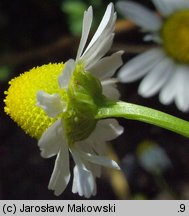 Anthemis nobilis (rumian rzymski)