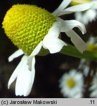 Anthemis nobilis (rumian rzymski)