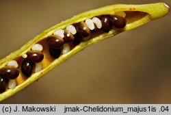 Chelidonium majus (glistnik jaskółcze ziele)